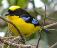 Blue-winged Mountain Tanager © John Muddeman